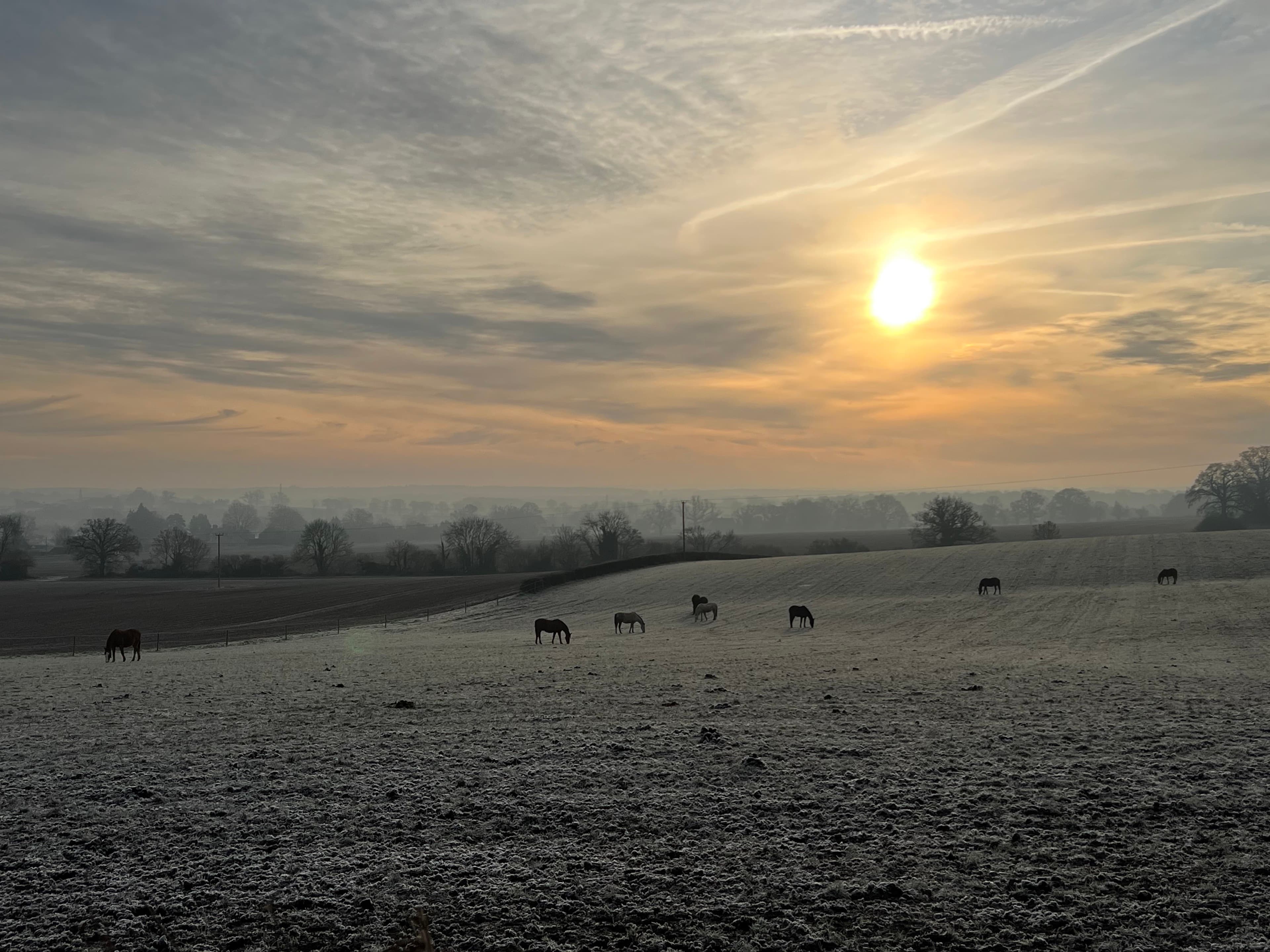 Horses grazing across frosted Manns Farm fields at sunrise